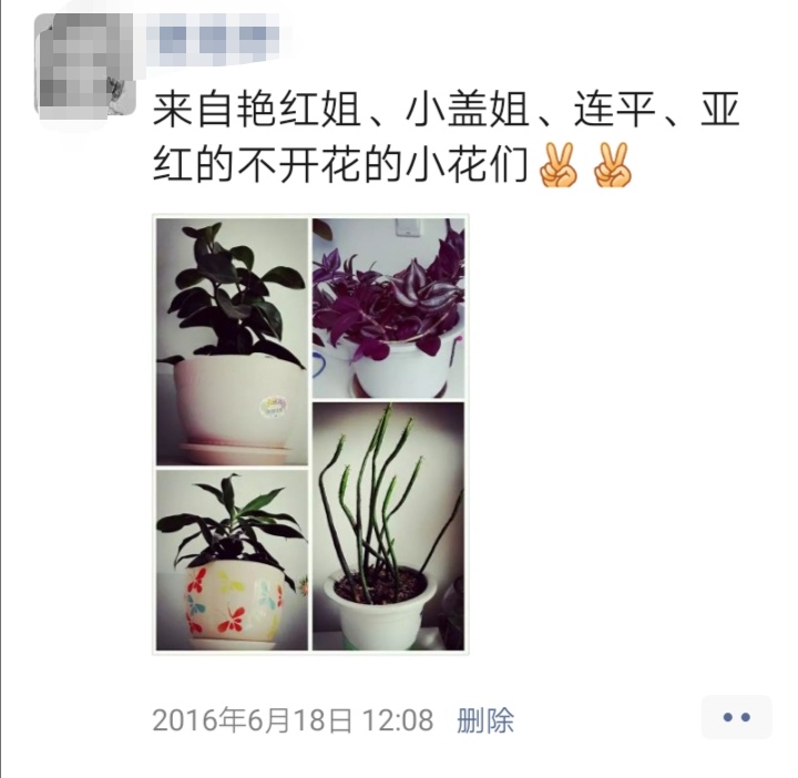 懒人养花小妙招盆栽,懒人养花直播