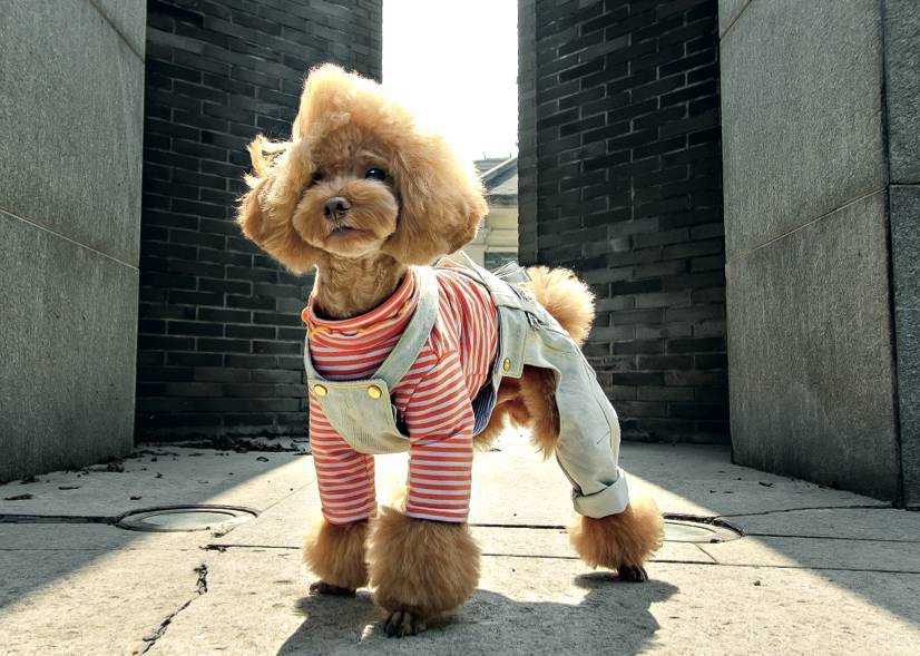 贵宾犬的优点与缺点是什么,贵宾犬串串的缺点和优点