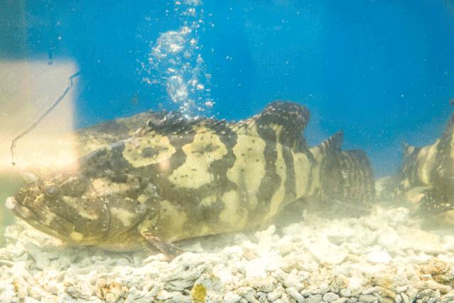 航母海鲜自助,陆家嘴自助帝王蟹