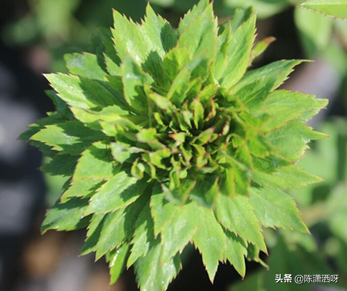 中国月季红色浓香,13种中国红月季让你美个爆