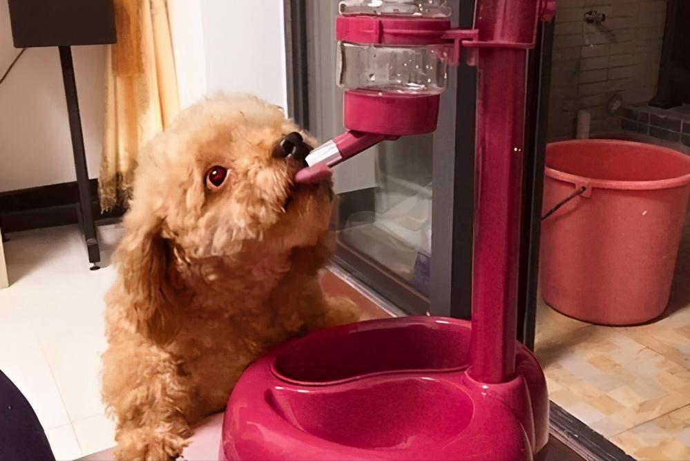 如何给狗狗去火气,狗狗火气太旺怎么办