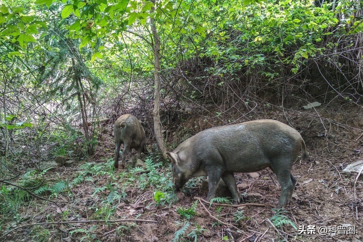 目前国内野猪泛滥的情况怎么样了,野猪泛滥成灾真的有必要保护吗