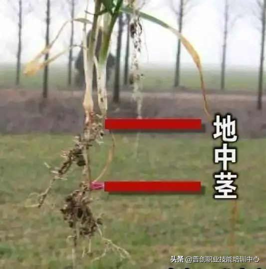 小麦种深了苗黄苗弱怎样补救管理,小麦旺苗冻害怎么补救