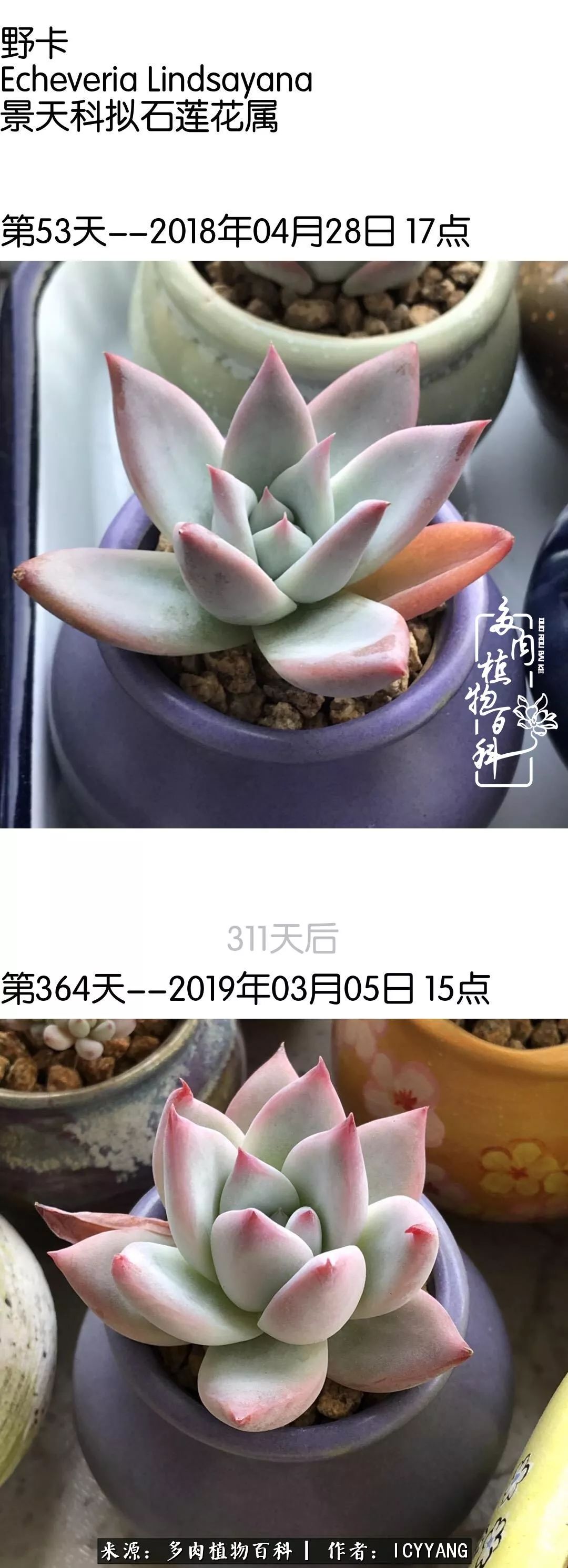 室内阳台多肉的养护方法,景天多肉养护