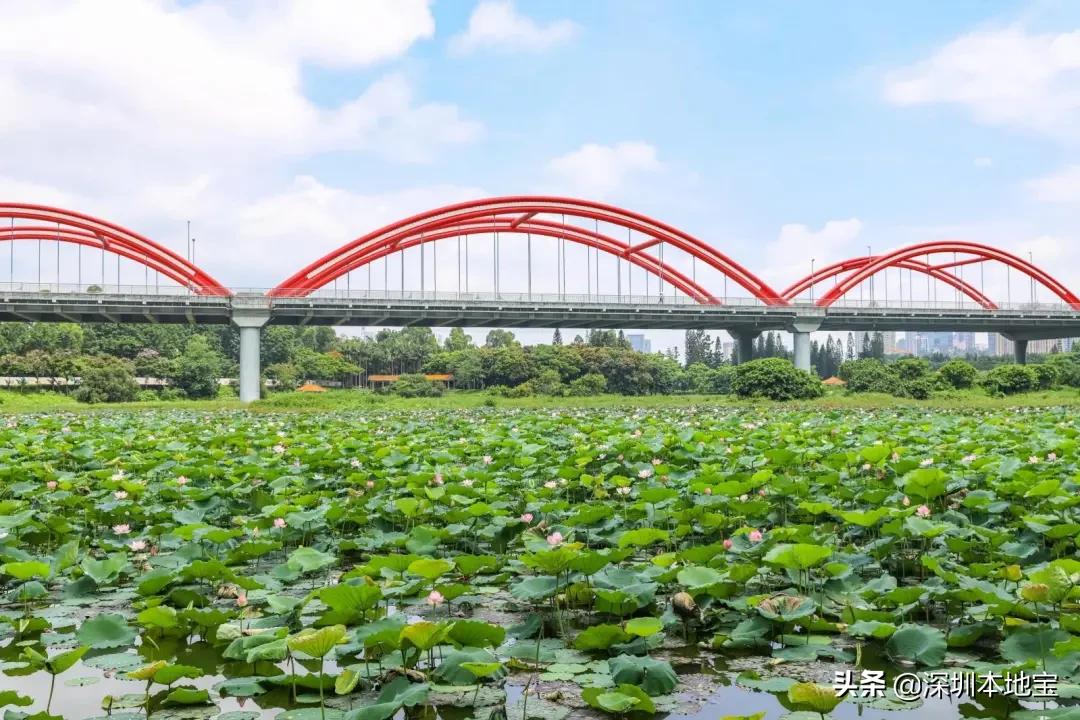 深圳最值得免费去的十大景点,深圳有哪些地方是免费景点