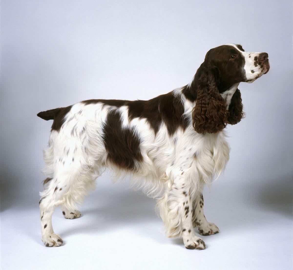 最聪明的十大狗狗品种介绍,史上最全的狗狗品种记得收藏