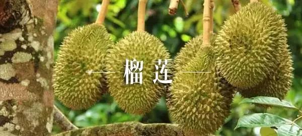 泰国芒果自助,泰国吃喝玩乐攻略榴莲自助餐