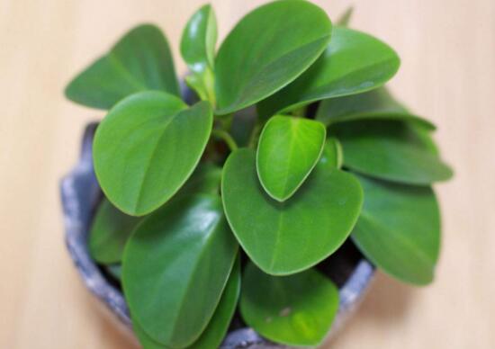 碧玉盆栽怎么浇水,碧玉盆栽养殖方法和注意事项