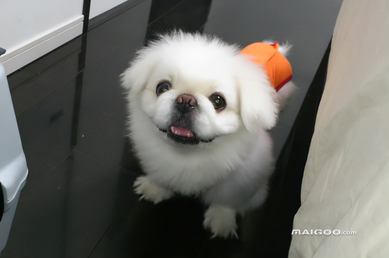 适合老年人养的小宠物,老年人适合养的宠物有哪些品种