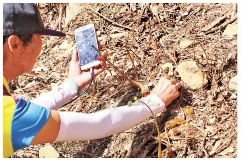 痛心!七娘山这种叫“金毛狗”的珍稀植物大量被毁