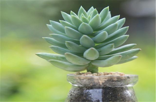 千佛手叶片上有黑点还掉叶怎么办,千佛手一直不长怎么回事