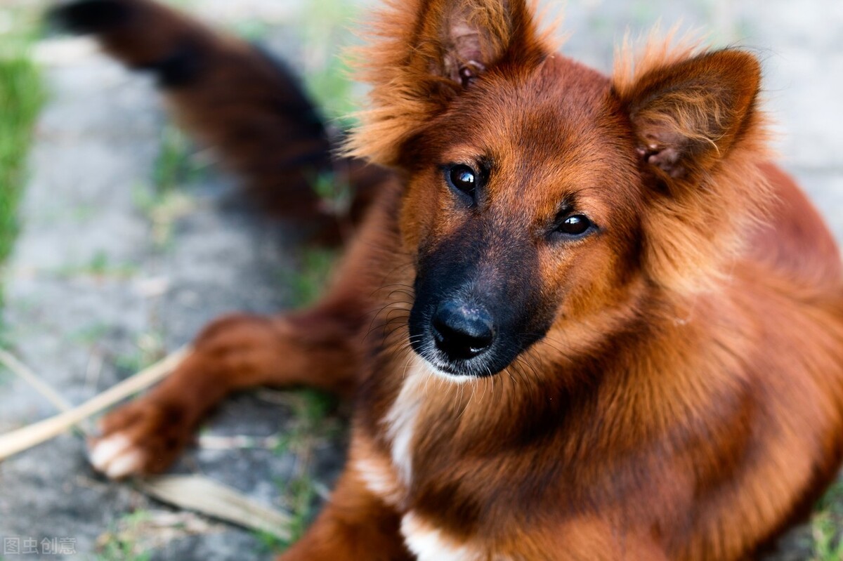 中华田园犬的优缺点及性格,中华田园犬幼犬有人歧视吗
