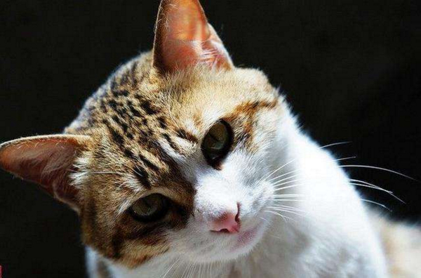 猫的品种都有哪些中华田园猫,中华田园猫品种哪种最受欢迎