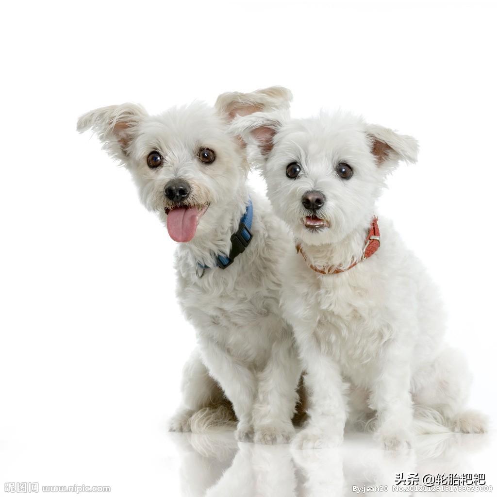 宠物几种常见的皮肤病,宠物春季常见病有哪些