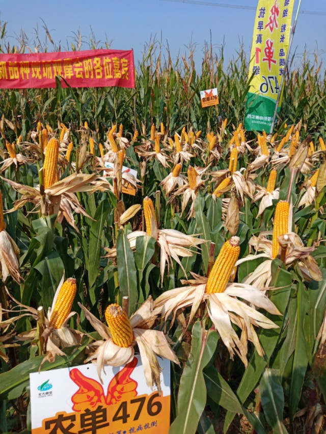 农大683玉米高产抗倒伏,农单113种子抗倒伏