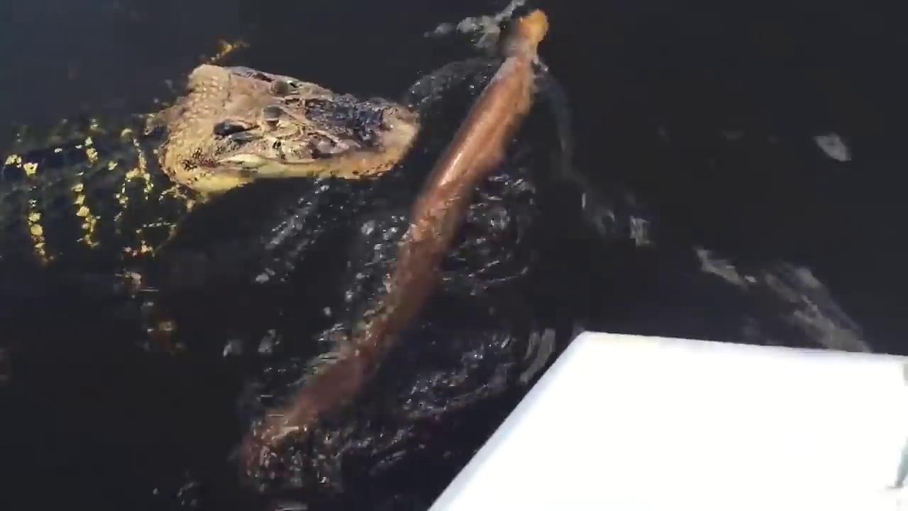 详解电鳗为何不会电死,电鳗和电鳗相互放电会不会被电死