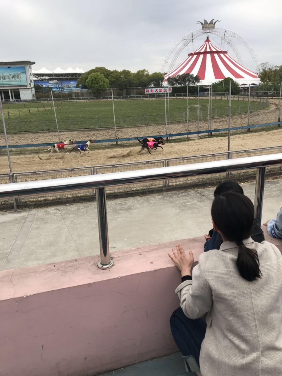 上海野生动物园太阳广场节目安排,上海野生动物园建议游玩时间