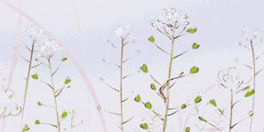 发际线秃了可以植发吗,发际线后移植发一般多少钱