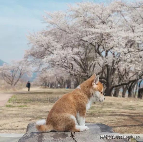 春暖花开带你去流浪,春暖花开带着狗狗去踏青