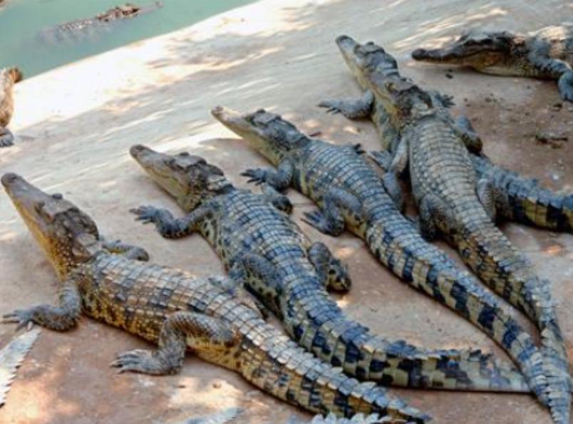 创新养殖,养殖鳄鱼合法吗,挣不挣钱?