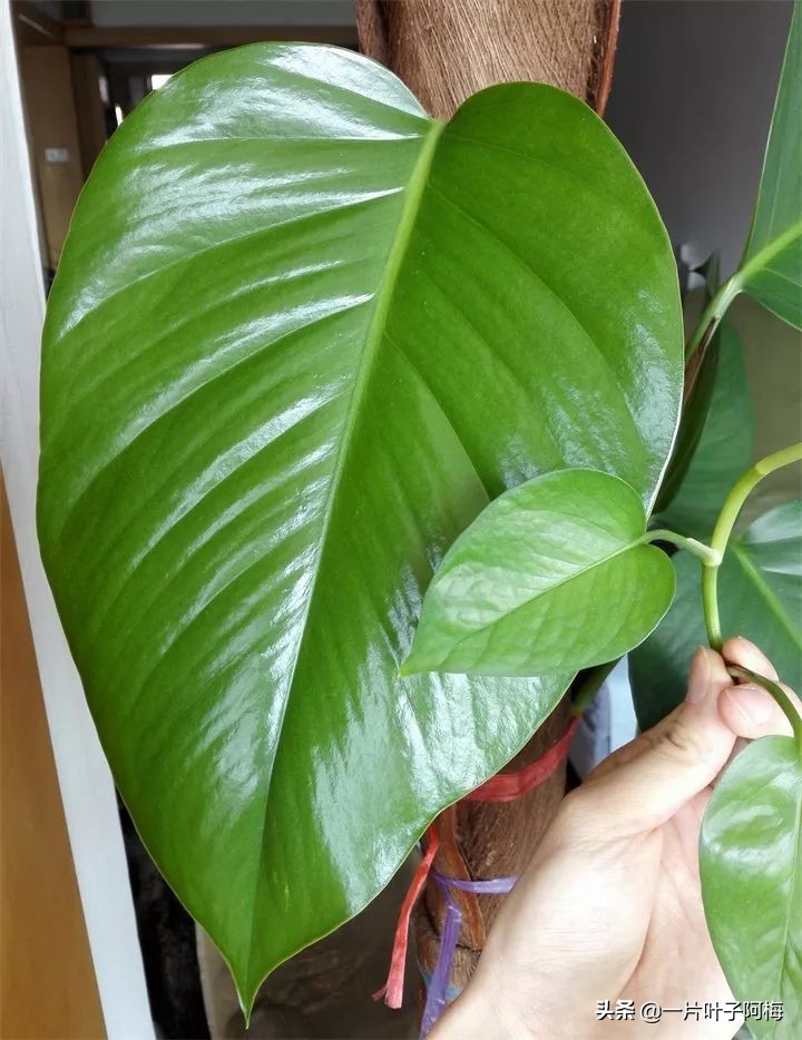 绿萝的叶子越养越小是什么原因,绿萝叶子越养越少