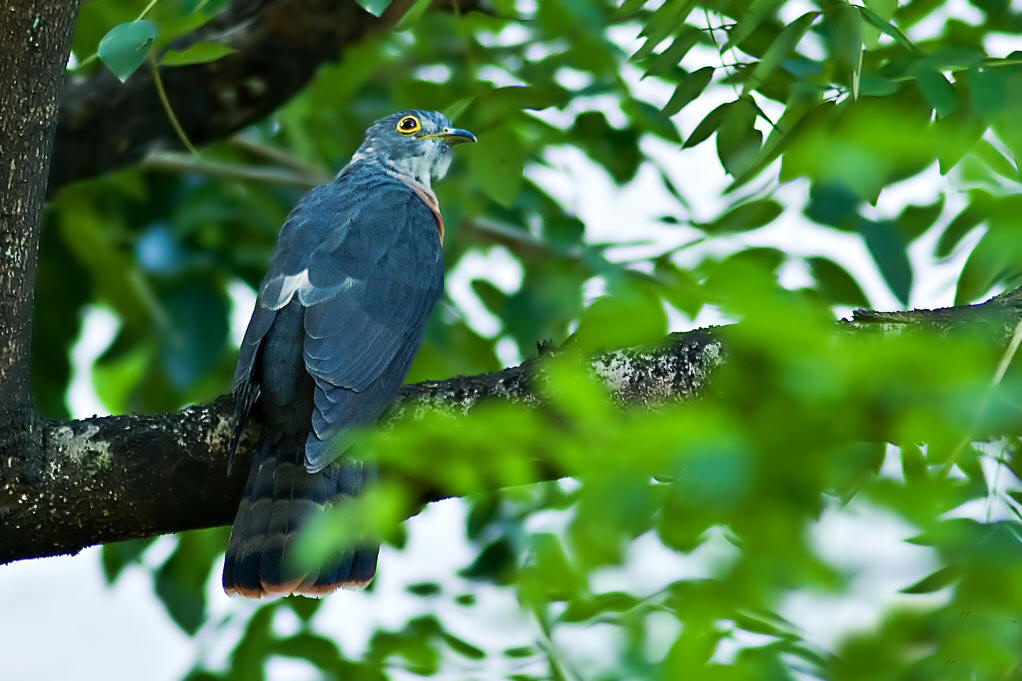 远去的布谷鸟散文,乡土散文乡魂