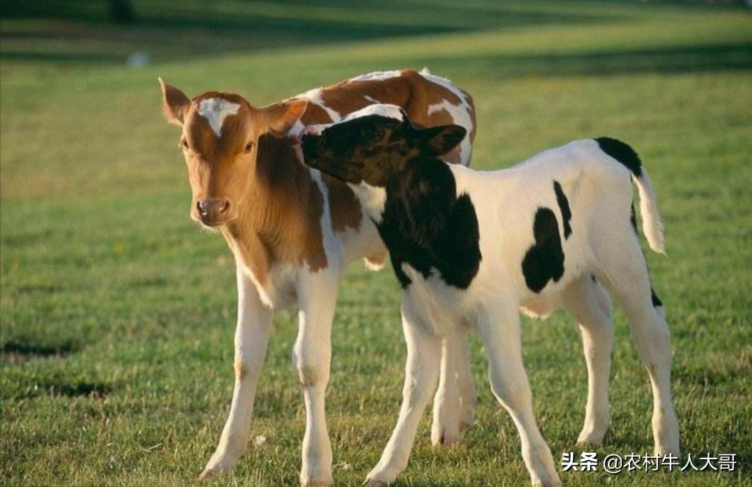 牛场管理技术方法,大型牛场管理方案