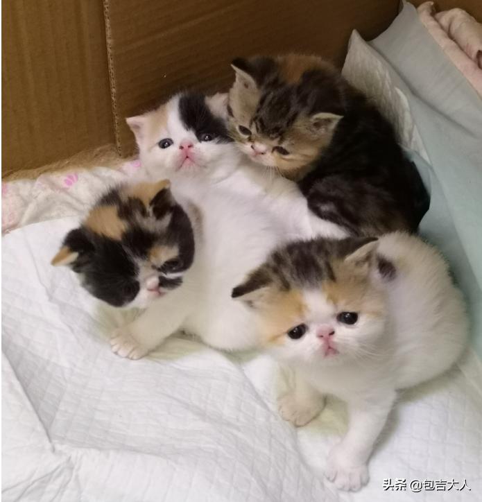 过来人告诉几种方式养猫省钱省心,养猫经验分享系列