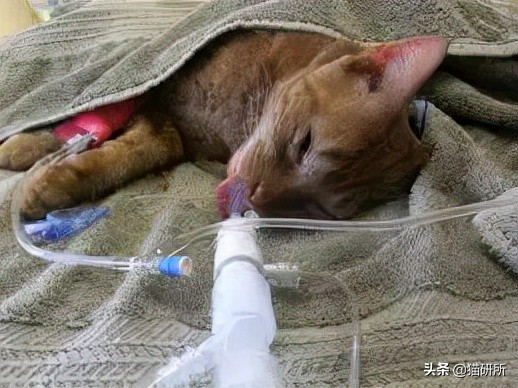 猫咪大部分是什么血型,猫咪的血型有哪几种