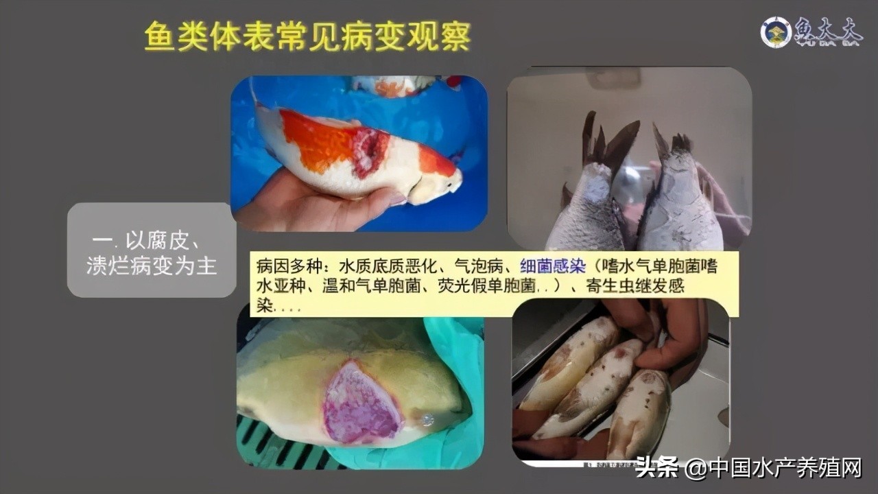 鱼病快速诊断与防病技术,鱼虾蟹病防治方法