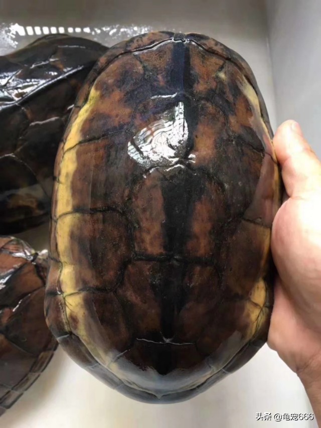 历年龟价走势如何,2024年龟行情走势