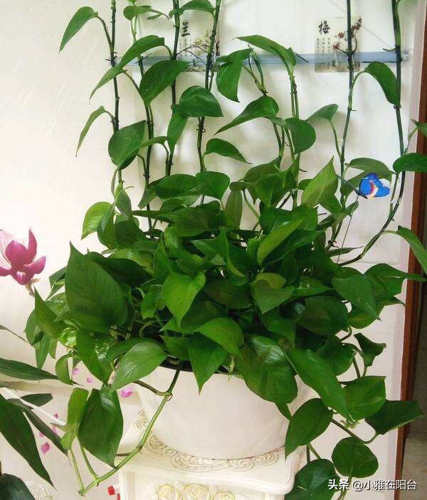 绿萝冬天冻伤了长新叶怎么换盆,绿萝叶子冻了怎么办
