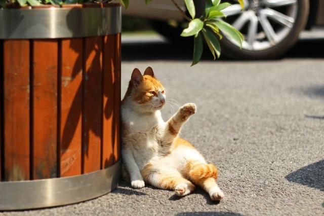 超好看的小说书推荐跟猫有关,以猫为主题的小说