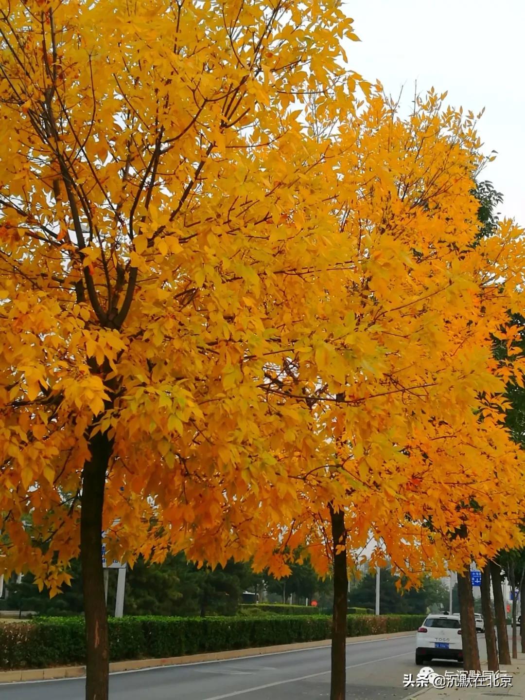 北京之秋的感受,最美的北京之秋