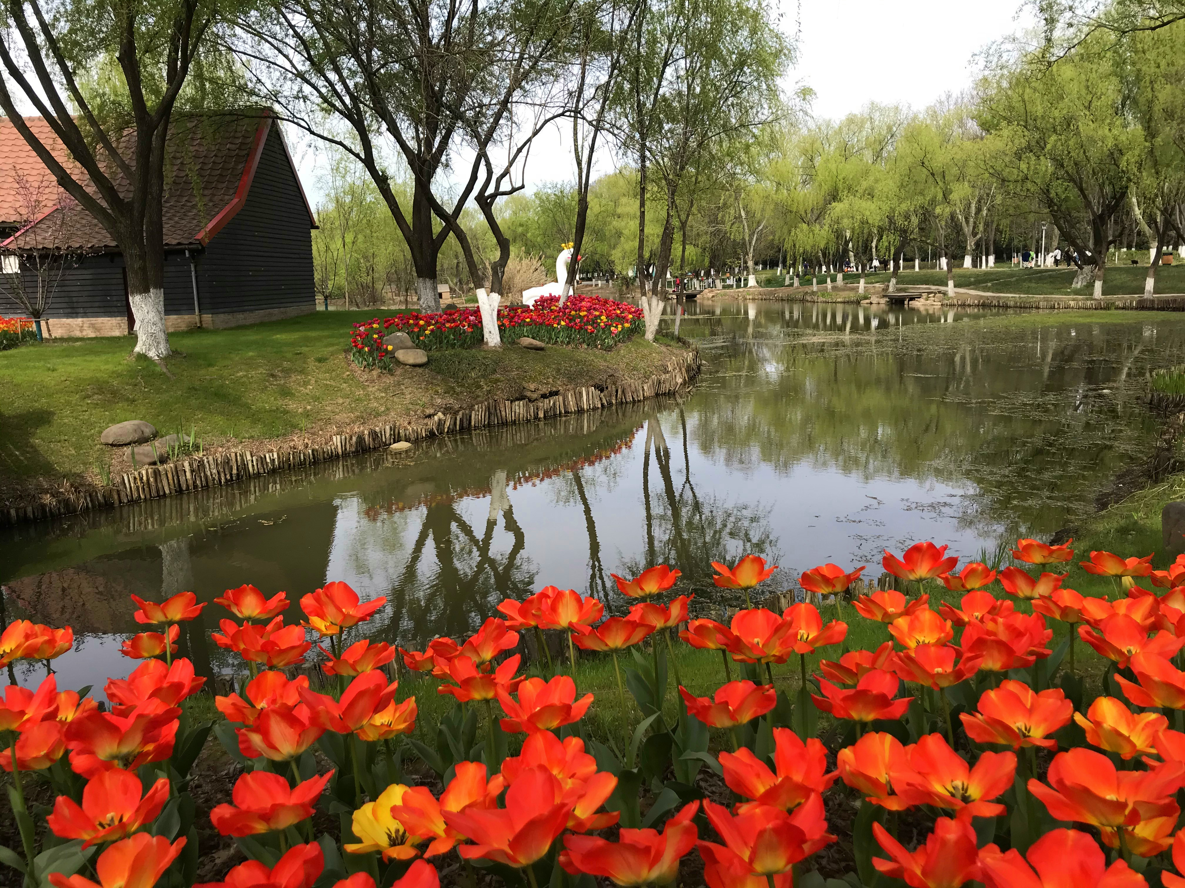 荷兰风情花园,南京绿博园的美丽