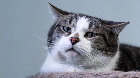 家猫打架意味什么,家猫和猫打架怎么办