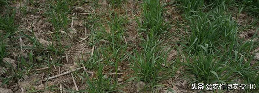 小麦抗性杂草,异丙隆怎么防治小麦杂草
