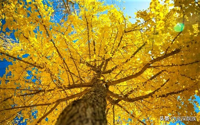 沈阳进入银杏最佳观赏期,沈阳银杏叶最佳观赏时间和地点