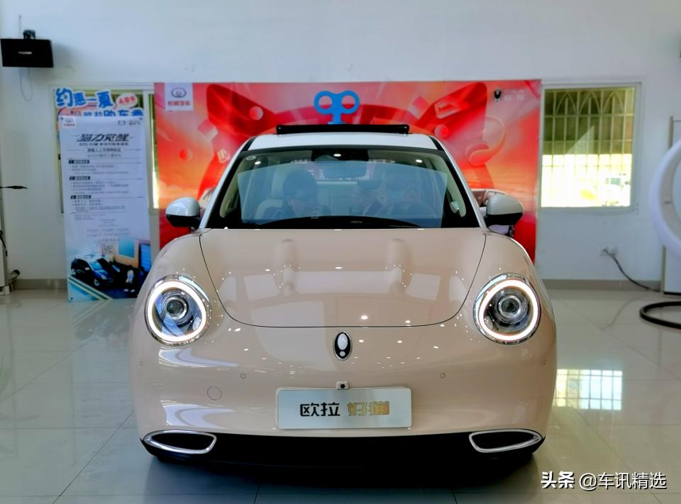 这有一只“好猫”登陆厦门，欢迎来“撸”