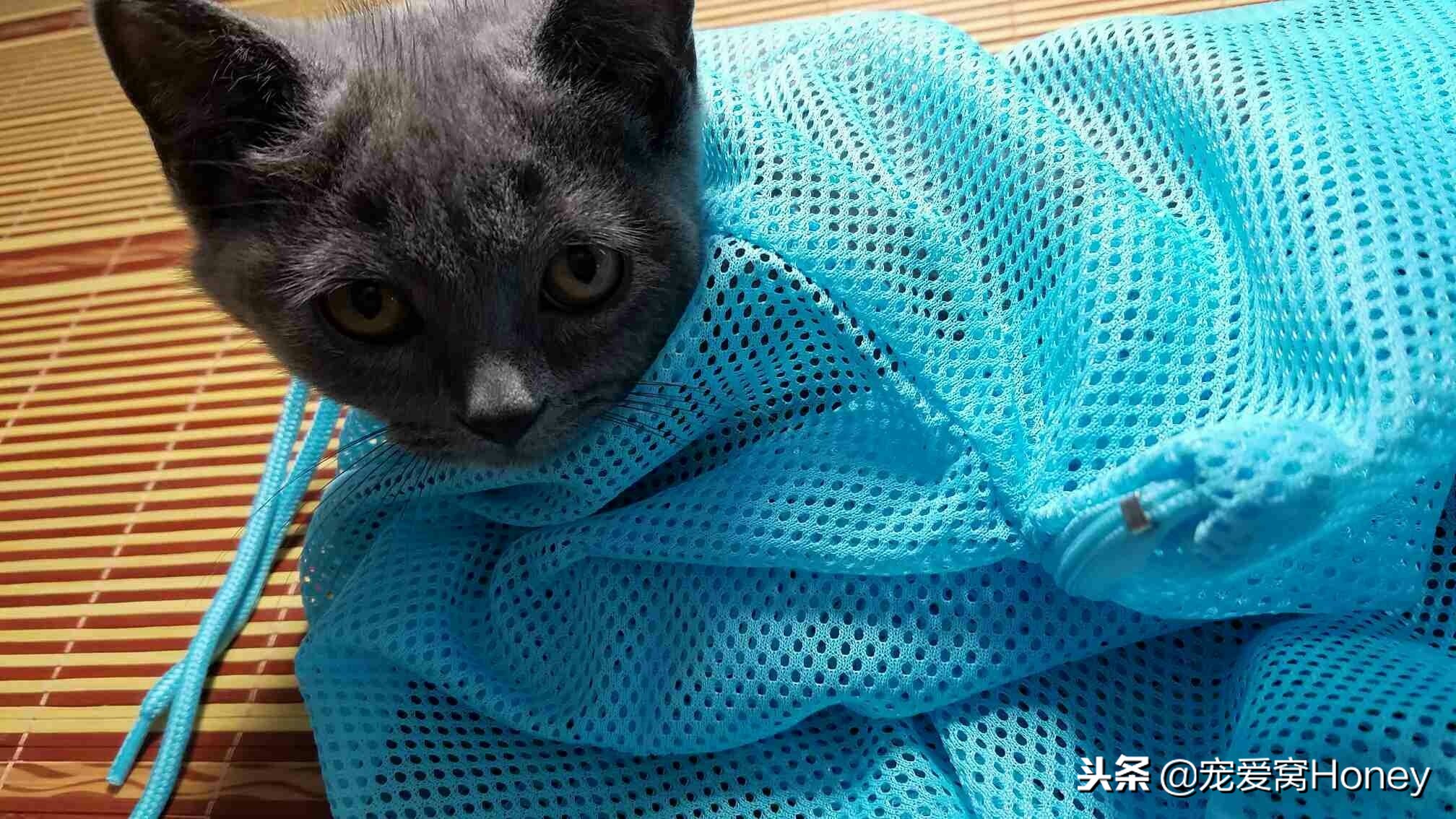 三种适合猫咪的洗浴方式，用过后不用担心它不爱洗澡了