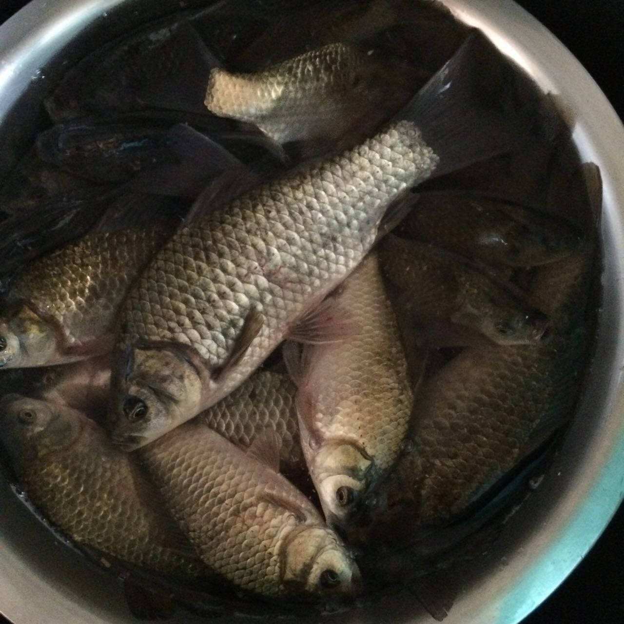 钓鲫鱼小鱼闹窝的最有效的方法,野生大型水库小鱼闹窝怎么钓鲫鱼