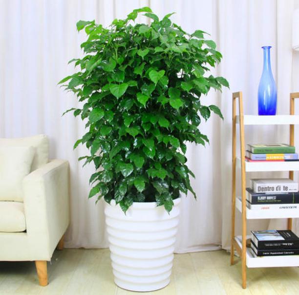 幸福树和发财树卷叶黄叶怎样养,幸福树浇油浇多黄叶掉叶怎么办