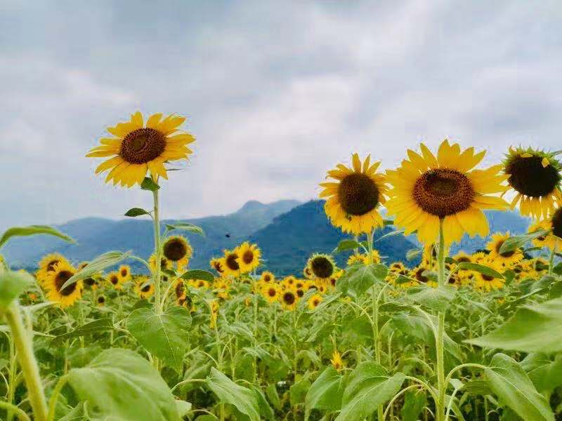 孩子害羞胆小内向不自信怎么引导,内向胆小害羞怎么治疗