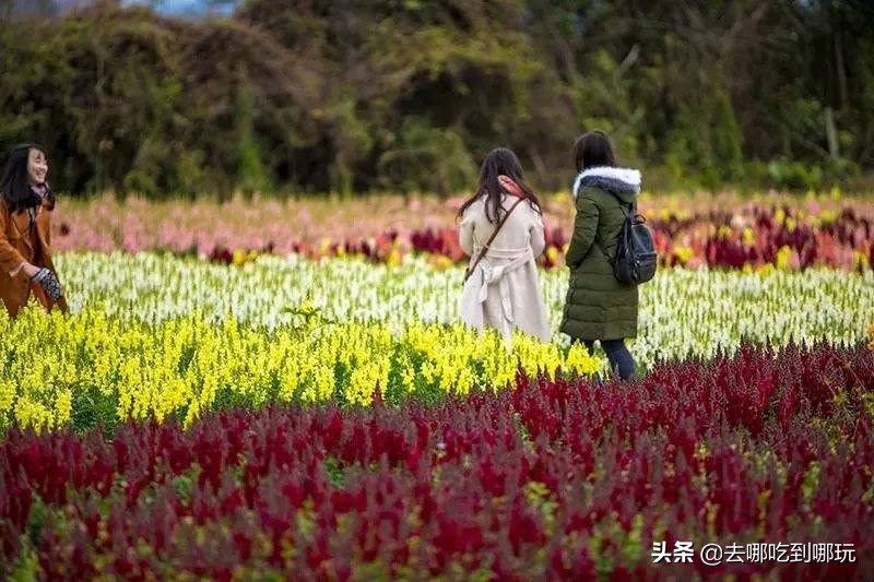 38抢从化宝趣玫瑰世界1大1小票赏春赏花赏美景不负*光春**不负卿