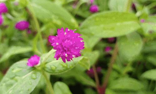 校园小清新拍照,怎么拍校园自拍