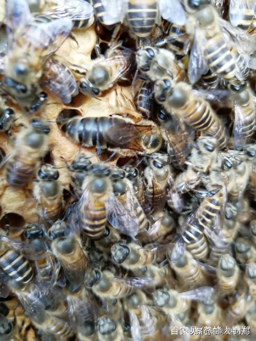 蜜蜂失王后没有幼虫,蜜蜂认巢与失蜂王区别
