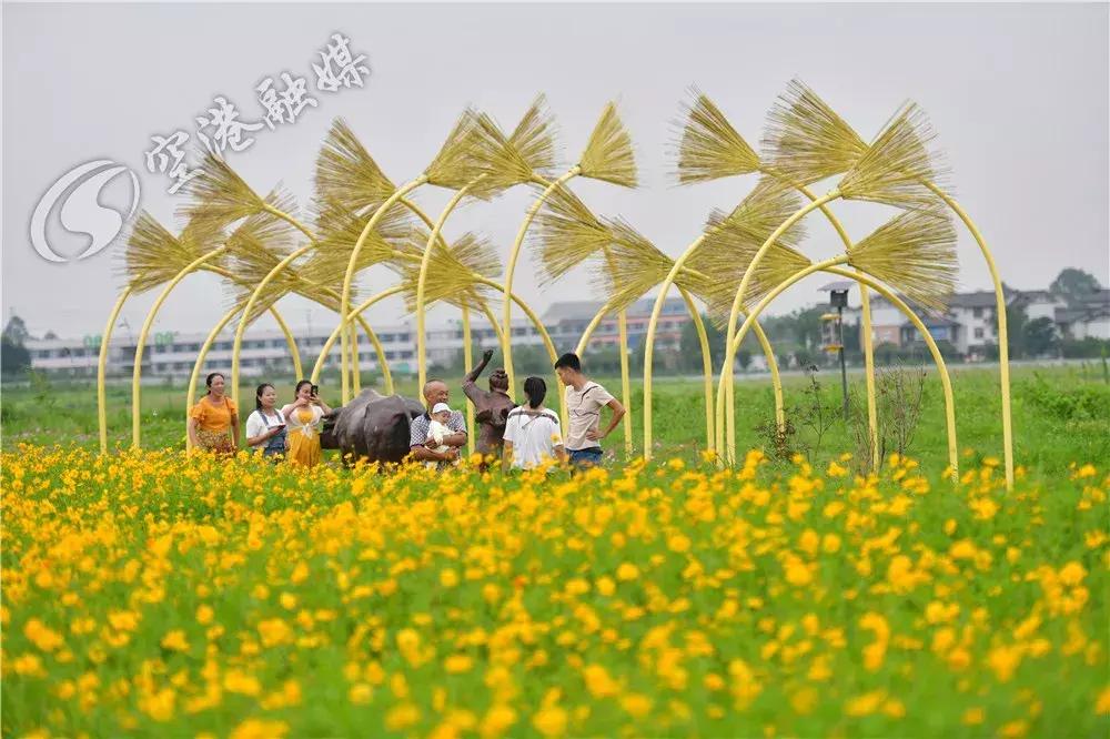 双流哪里可以赏花看飞机,双流附近赏花攻略路线