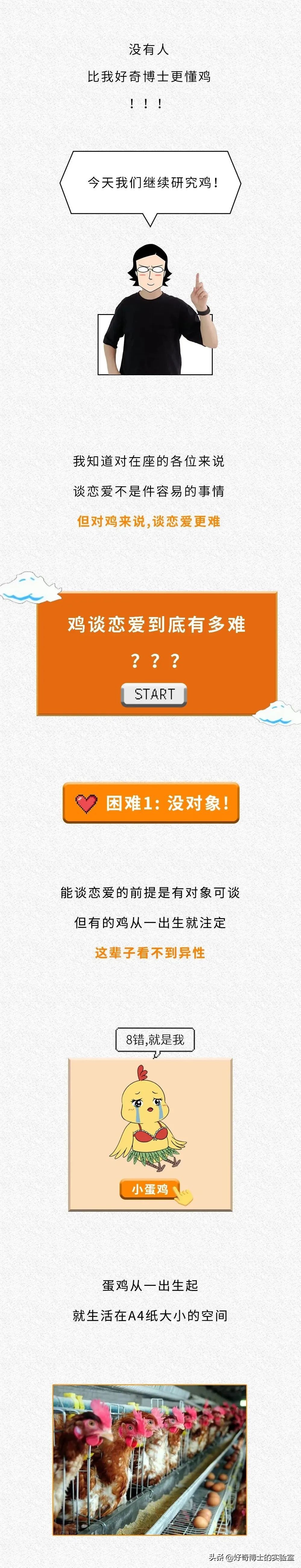 一只鸡难倒一群狗,一只鸡能有什么坏心思