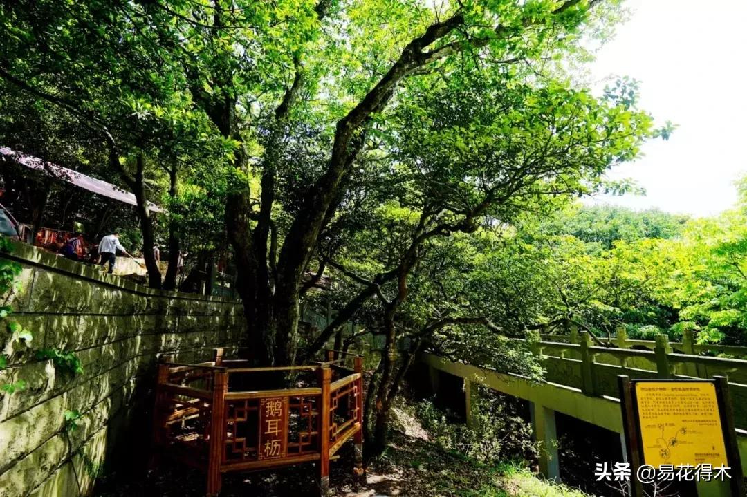 千金榆鹅耳枥盆景,千金榆和鹅耳枥苗