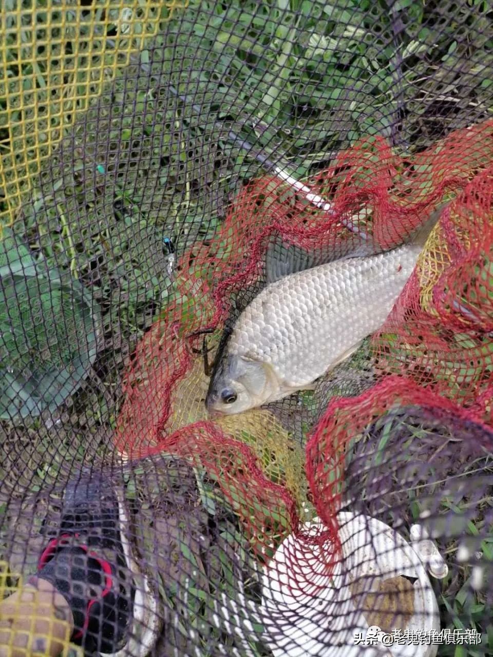 老鬼生鲜钓饵野钓好用吗,老鬼生鲜钓饵怎么搭配